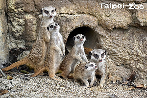 兒童節連續假期何處去？看「Zoo Baby」正是時候！