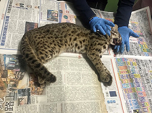 保育瀕危石虎！中市府多管齊下