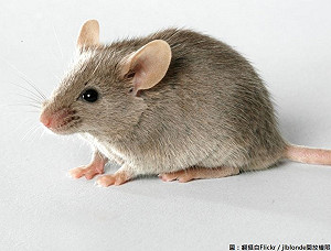 今年首例漢他病毒出血熱！男子治療後無礙