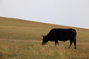 出奇招提升肉質？馬來西亞吉蘭丹州想讓牛聽可蘭經