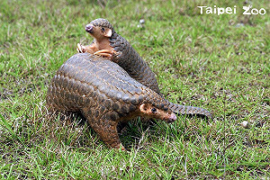 動物園周日音樂會！一同闖關認識淺山系列動物