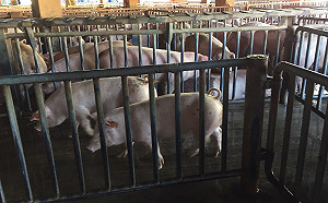 非洲豬瘟入侵中國13省 台擬修法「攜帶肉品入境罰30萬」