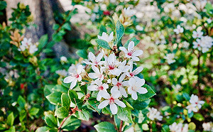 石斑木花來報春！台北滿佈嬌嫩小白花蹤跡