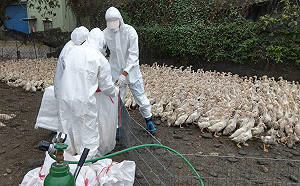 屏東縣鹽埔鄉肉檢出禽流感 6799隻肉鴨被撲殺