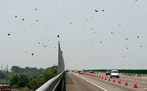 紫斑蝶大規模遷移  國道已架好防護網