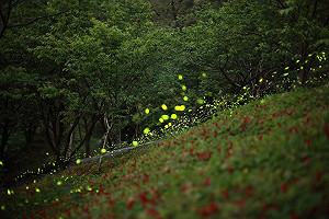 感受客家山城絢麗光點！東勢螢火蟲季開跑