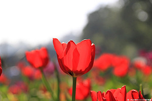 各地陽光露臉！午後北、東半部有雷陣雨