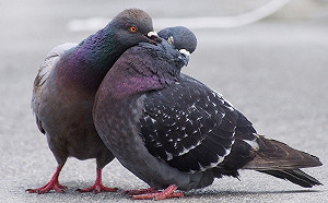 路邊野鴿不要餵！維護環境衛生嚴防禽流感