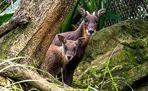 野山羊寶寶萌探索！羊媽緊盯母愛爆棚