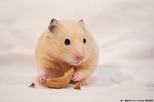 4/12超萌國際倉鼠節！動保處籲別棄養