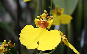 文心蘭突破防疫重圍！成功達陣紐西蘭