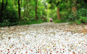搭火車賞桐花！台鐵郵輪式列車5/19起帶你慢遊