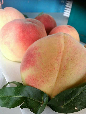 每年就等這一味   拉拉山「媽媽桃」開賣嘍!