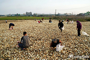 良影ㄧ二》洋蔥大出盤商清出庫存次級品 鄉民狂揀免錢洋蔥