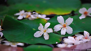 500株桐花嬌嫩迎接！賞四月雪逛市集好愜意