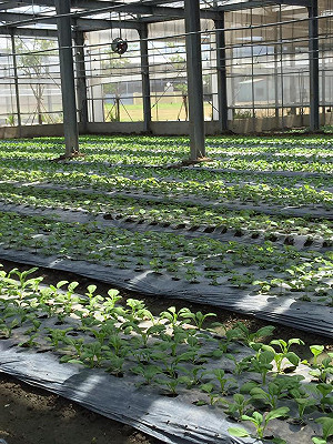 高茹萍觀點》用綠能翻轉偏遠部落、農漁村才是王道