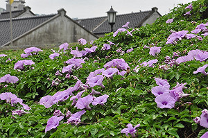 放晴的小美好！四四南村牽牛花正美麗