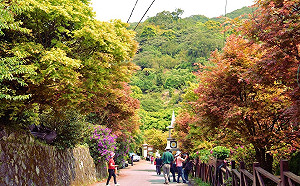 菁山滿街楓紅了！初夏森林小旅行正療癒