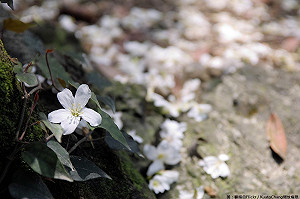新北客家桐花祭明登場！交管訊息看這裡