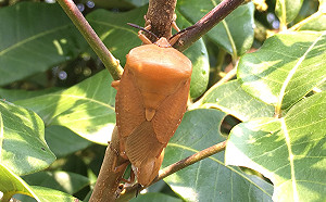 荔枝蟲害產量大減  台中市祭數招保障荔枝價格
