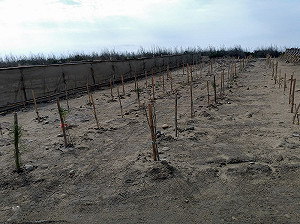 中市松柏港北堤岸植樹  農業局：原有樹全保留