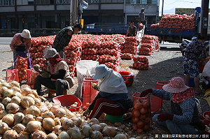 洋蔥控請注意！屏東產量爆增快去大吃一斤