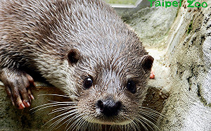 水獺粉絲照過來！動物園首次繁殖歐亞水獺成功