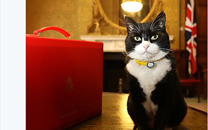 英外交部捕鼠官年抓30隻老鼠  威脅第一貓