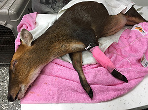 年幼山羌墜落受傷 動保處手術救援將野放