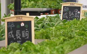 桃園農博千萬打造科技體感遊戲！綠色方舟6大主題超吸睛