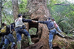 千年牛樟遭開膛破肚 依舊挺立成環境教材
