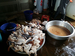 嘉義縣連破11私宰活禽廠 若驗出禽流感開罰100萬