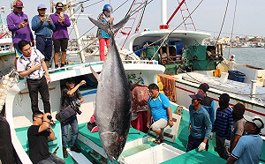 假消息！網傳台灣黑鮪換日本大目鮪損失4億元 漁業署移送警查辦