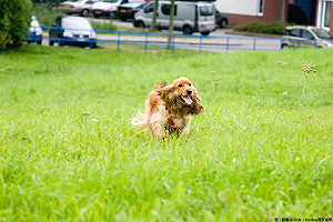 台北至善公園狗狗活動區將啟用！毛孩運動更方便