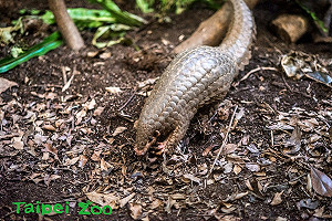 響應世界地球日！園遊會親子闖關認識絕種野生動物