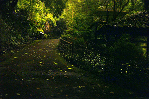 滿滿的螢火晚會！新北58條賞螢路線大公開