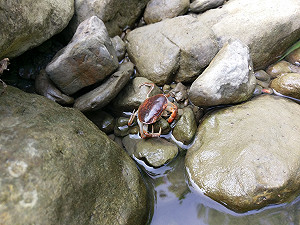 高雄美濃生態導覽  物種豐富驚艷市民