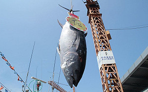 屏東第一鮪進港！拍賣價每公斤8600元創十年新高