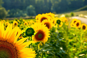 又是高溫豔陽天！山區＋中部以北留意午後陣雨