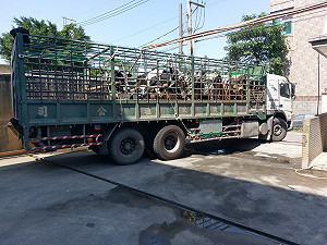 對抗口蹄疫  新北市動保處稽查再升級