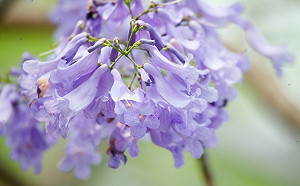 打卡新景點！夢幻藍花楹成紫色花海綿延嘉義