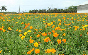 走春拍美照來這裡！台東三色花海綻放至春節