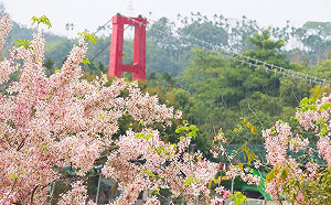 粉紅花海席捲嘉義公園！走吊橋拍出明信片級美照
