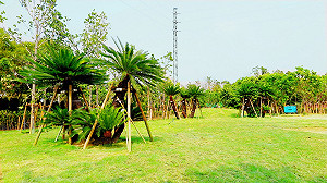 花博外埔園區種植台灣原生樹種 進度近8成