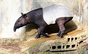 動物園有新成員！馬來貘「貘克」準備亮相
