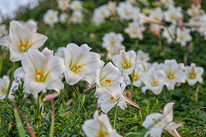 滿山頭散發野百合花香！純白花海美翻北海岸