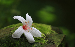 新北客家桐花祭5/5登場！期間限定美景將成打卡熱點