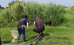 野狗追人還佔雁鴨棲地 動保處：將每天巡查＋捕捉
