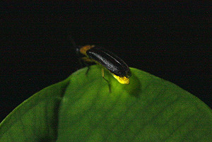 初夏免費導覽賞螢趣！來去指南溪生態親山一日遊