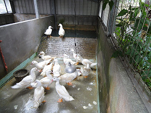 杜絕商業放生惡習 推廣放生醫治後野生動物